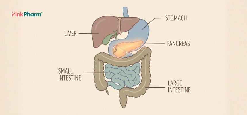 From Digestion to Blood Sugar: What Your Pancreas Really Does